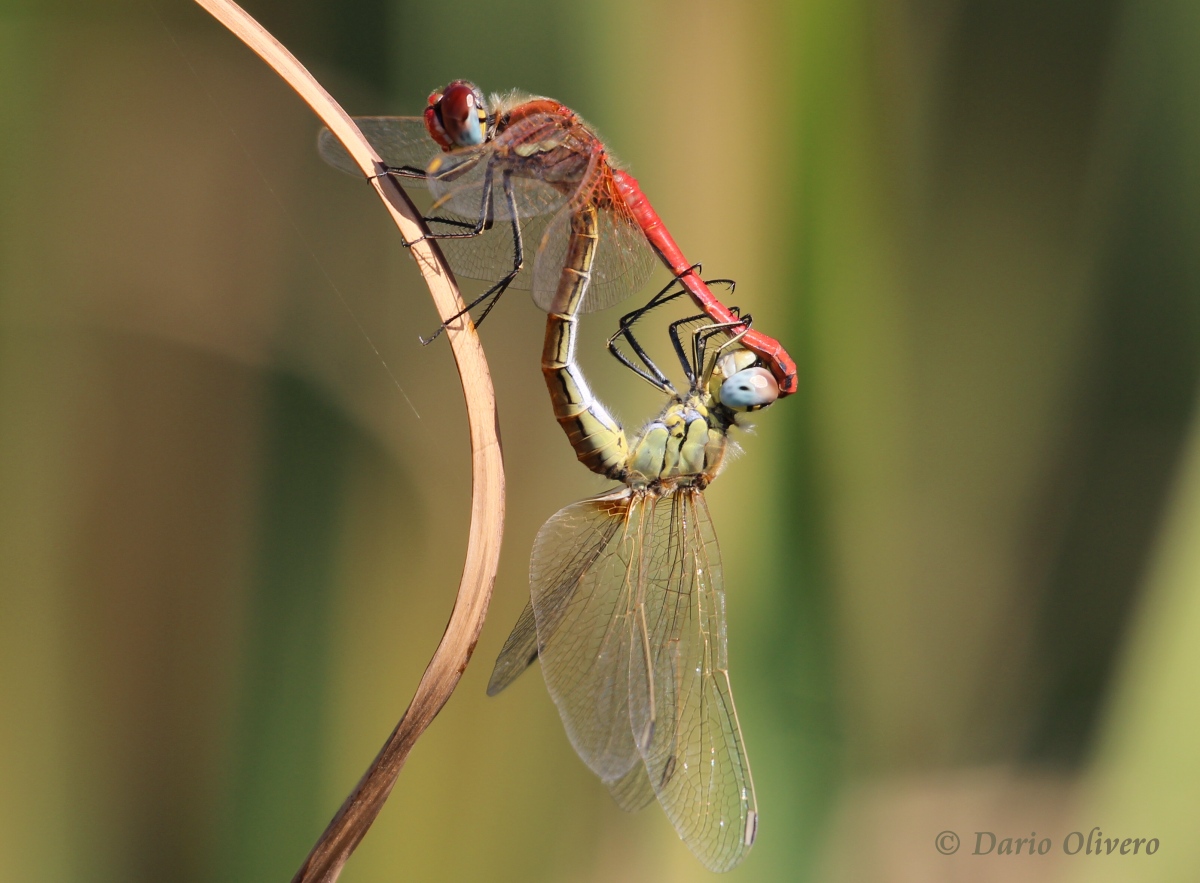 Scheda: Sympetrum fonscolombii